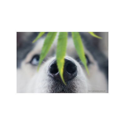 Giftpflanzen für Hunde - Giftpflanzen für Hunde - In der Natur, im Garten und zuhause